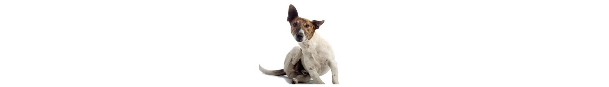 Anti parasites Anti parasites