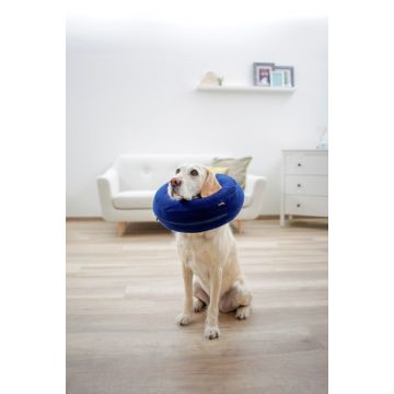 Collerette pour chien gonflable bleue