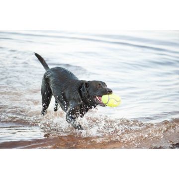 Kong Airdog Squeaker Football