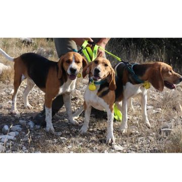 Laisse tripleur plate HUNTER150 cm
