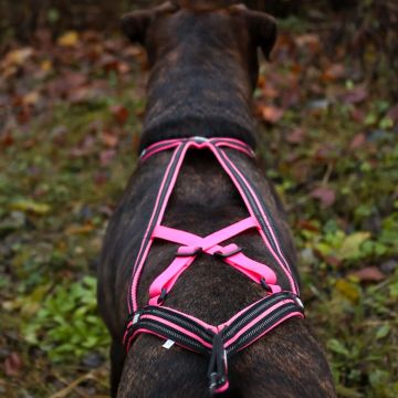 Harnais de Traction X-BACK ONE Rose