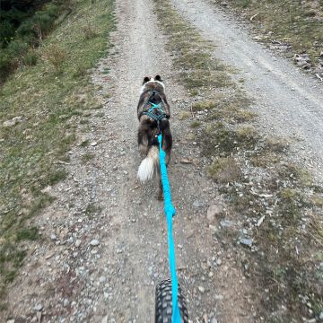 Longe de Traction ONE 150 - 195 cm Bleu