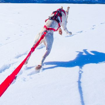 Longe de traction CONFORT TREK 235 / 285 cm Rouge