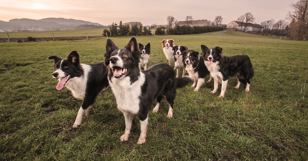 Elevage de chiens Border Collie Fitmin