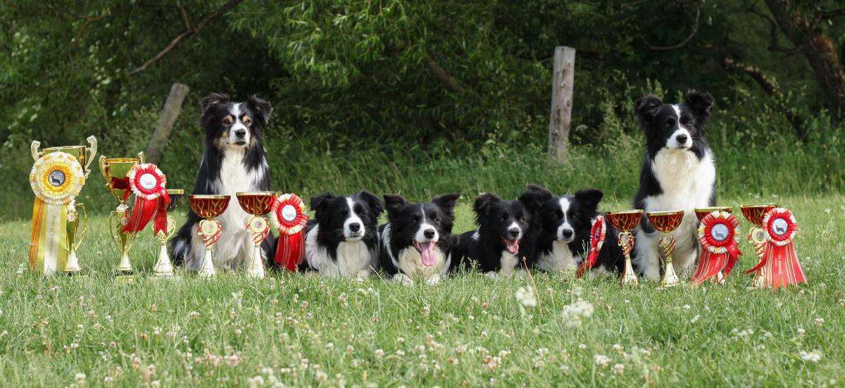 Elevage de Border Collie Fitmin