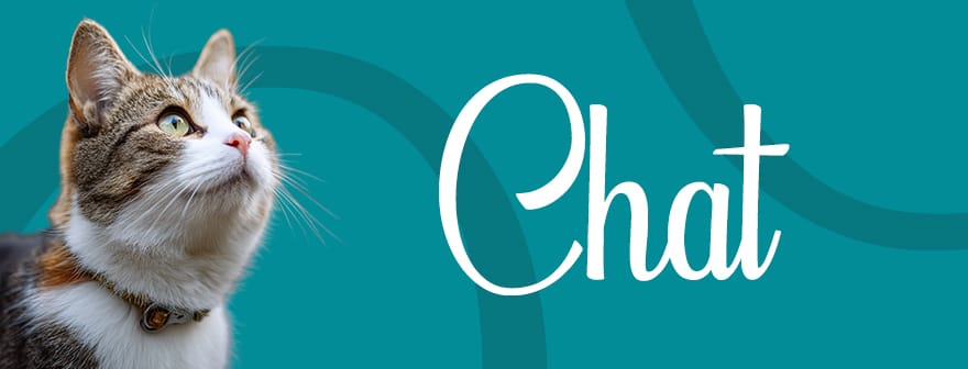 Illustration pour l'univers Chat